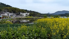 油菜花开的季节