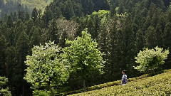 Standing Egg - Miss Flower