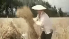 一条大道金光闪