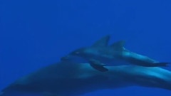 Sarah Brightman - La Mer