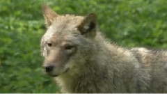 风景 - 比亚沃韦扎森林