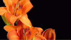 Michel Pépé,音乐短片 - Fleur De Lys