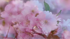 Michel Pépé,音乐短片 - Elixir d'Amour