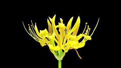 Ludovico Einaudi,音乐短片 - Life