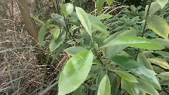 月光水岸之景色