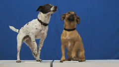 OK GO - White Knuckles