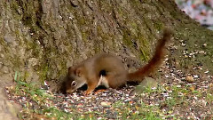 Yanni,音乐短片 - Never Too Late