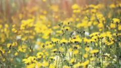 Yanni - Truth Of Touch