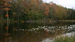 大自然风光之秋天的树林落叶