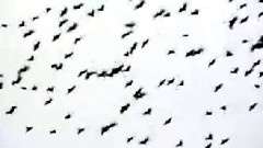 Jónsi & Alex - All the big trees