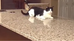 喵星人失误集锦