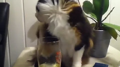 行为不端的宠物搞笑集锦