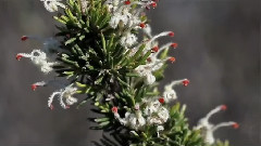 Secret Garden - The Promise