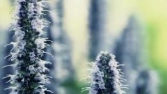 Secret Garden - Sanctuary