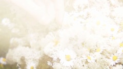 Alcest - Les Voyages De L'