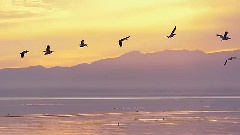 风景 - Baile Beladi