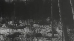 电影<林海雪原>