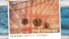 电影<豚鼠特工队>