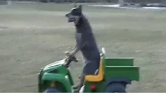 萌狗开着轿车去兜风