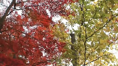 Bernward Koch - Under Trees