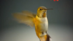 Giovanni Marradi - Had I Known