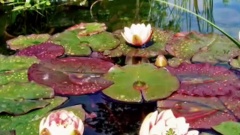 Giovanni Marradi - Peacefully