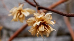 Rendezvous Park - The Days You Didnt Notice