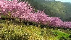 风景,音乐短片 - 发现美丽台湾之春