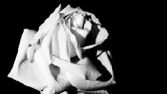 Ashes of My Paradise