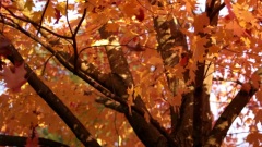 Autumn Leaves(秋叶)