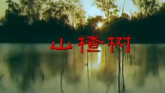 张华敏 - 山楂树