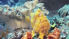 风景 - 海底世界