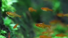 Bandari,音乐短片 - Little Mermaid