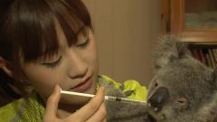 珍稀动物的大地 前往澳大利亚