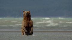 电影<熊>预告片