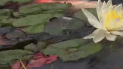 Yanni - Almost A Whisper