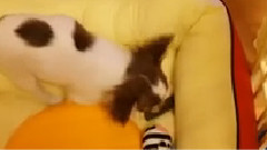 耀燮推特视频更新