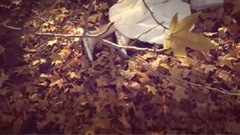 Sophie Zelmani - Precious Burden