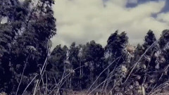 Emily Wells - Passenger