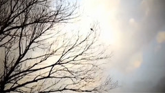 Sophie Zelmani - Ready