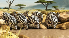 What If Animals Were Round?