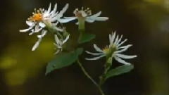 Giovanni Marradi,音乐短片 - Somewhere In Time