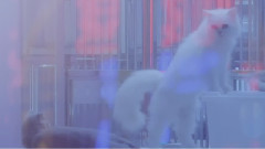 White Haus - Far From Everything