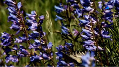 Michel Pépé,音乐短片 - Devotion