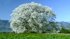 西洋乐 - 波斯进行曲