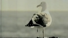 张学友 - 多么的需要你