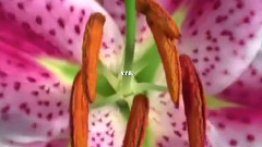 Stamatis Spanoudakis - Tamalo