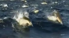 Yanni,轻音乐 - Spirit Of Nature