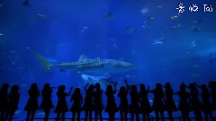 31stシングルリリース记念&総选挙直前!!