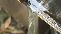 Yanni - Yanni Nostalgia